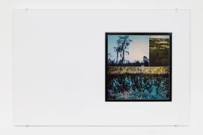 A photograph of a swamp on a white sheet of paper.