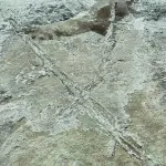 Drag mark made by travois of two parallel ridges.