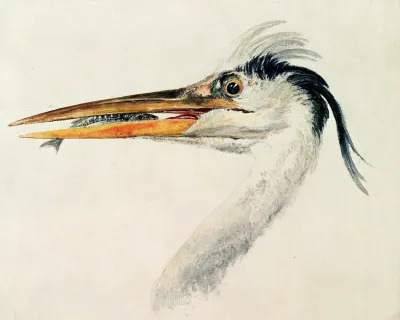 BBC210766 Heron with a fish (w/c on paper) by Turner, Joseph Mallord William (1775-1851); Farnley Hall, Yorkshire, UK.